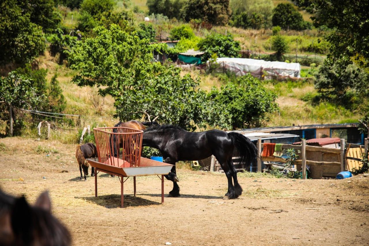 Mavi At Hotel Blue Horse Gumusdere Екстериор снимка