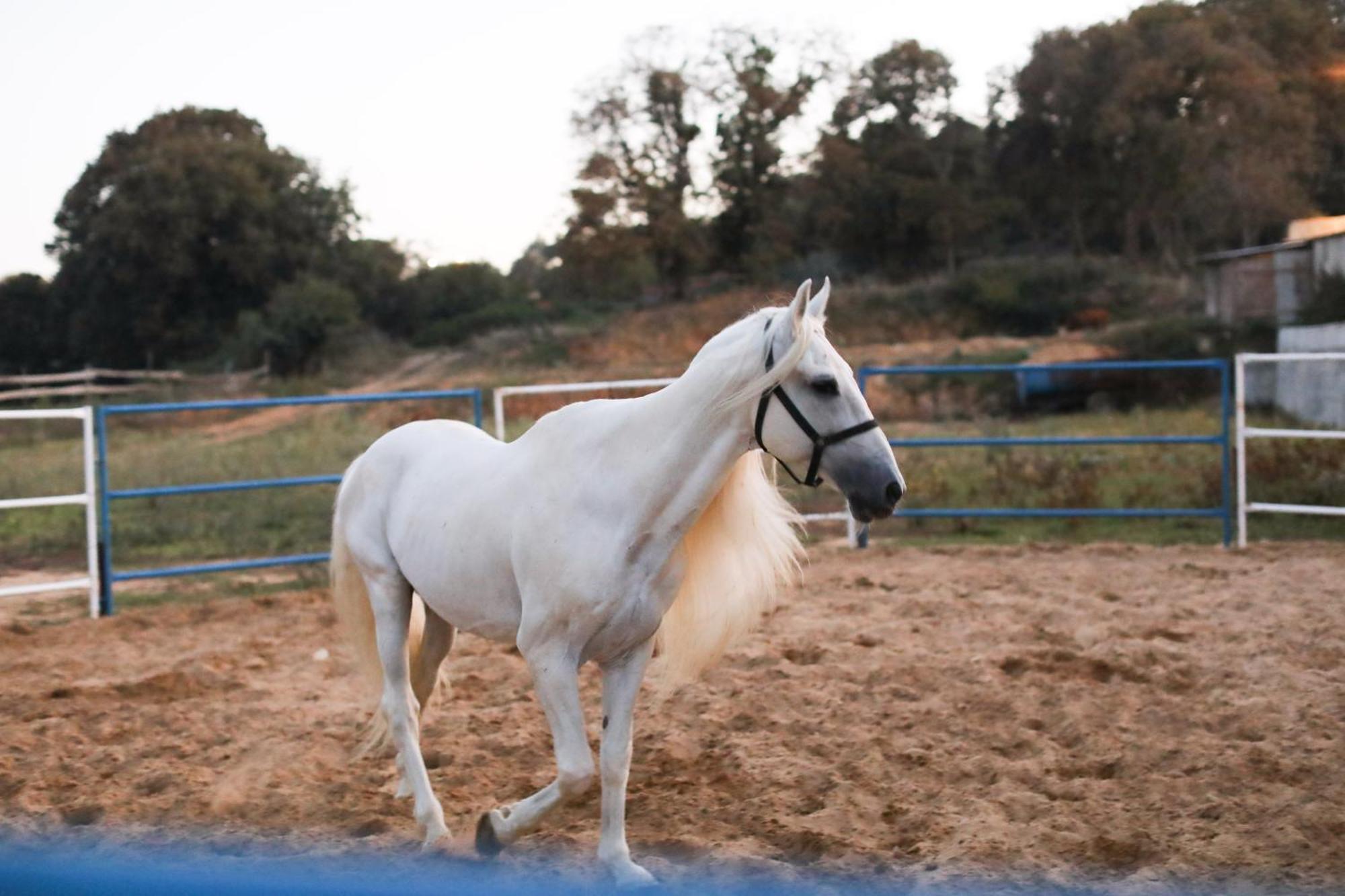 Mavi At Hotel Blue Horse Gumusdere Екстериор снимка